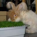 Maleficum
